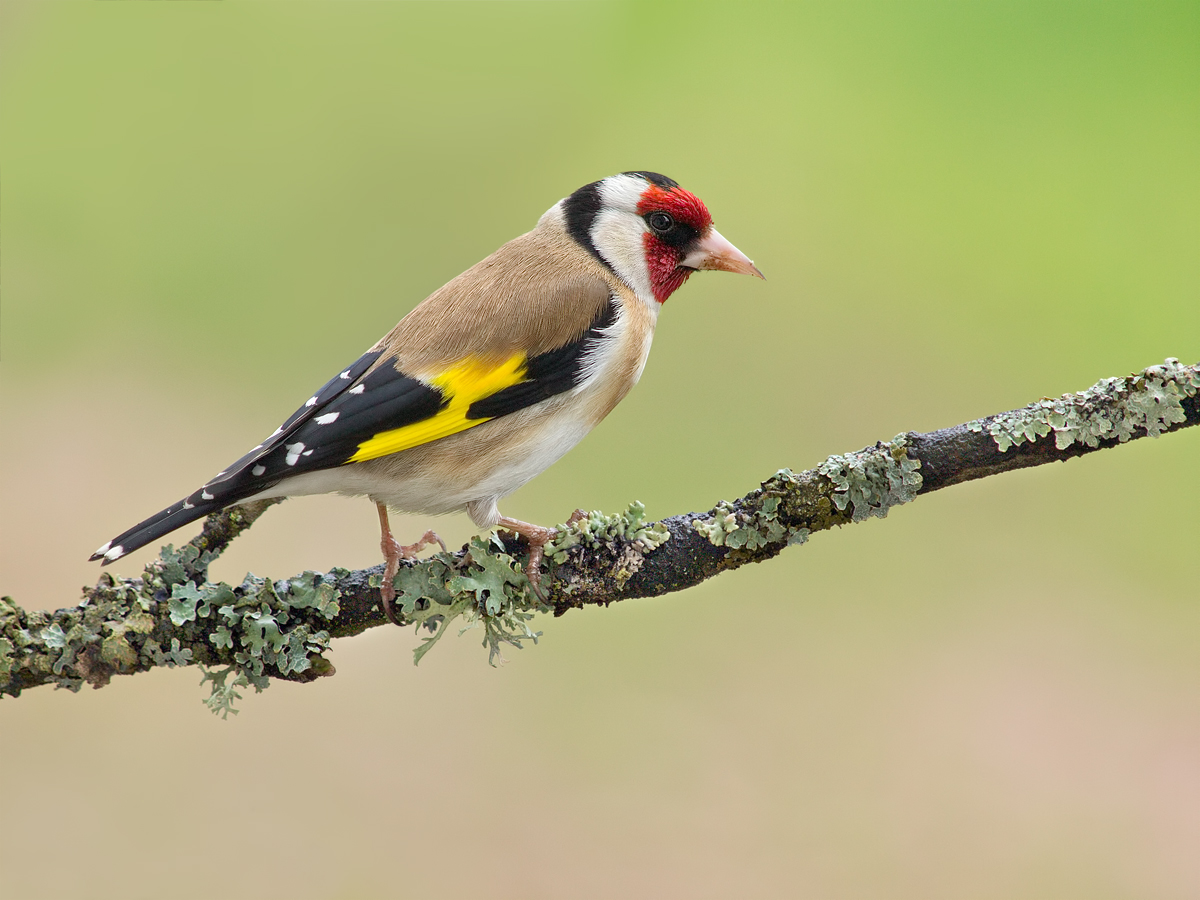 Carduelis-carduelis-OG304999.jpg