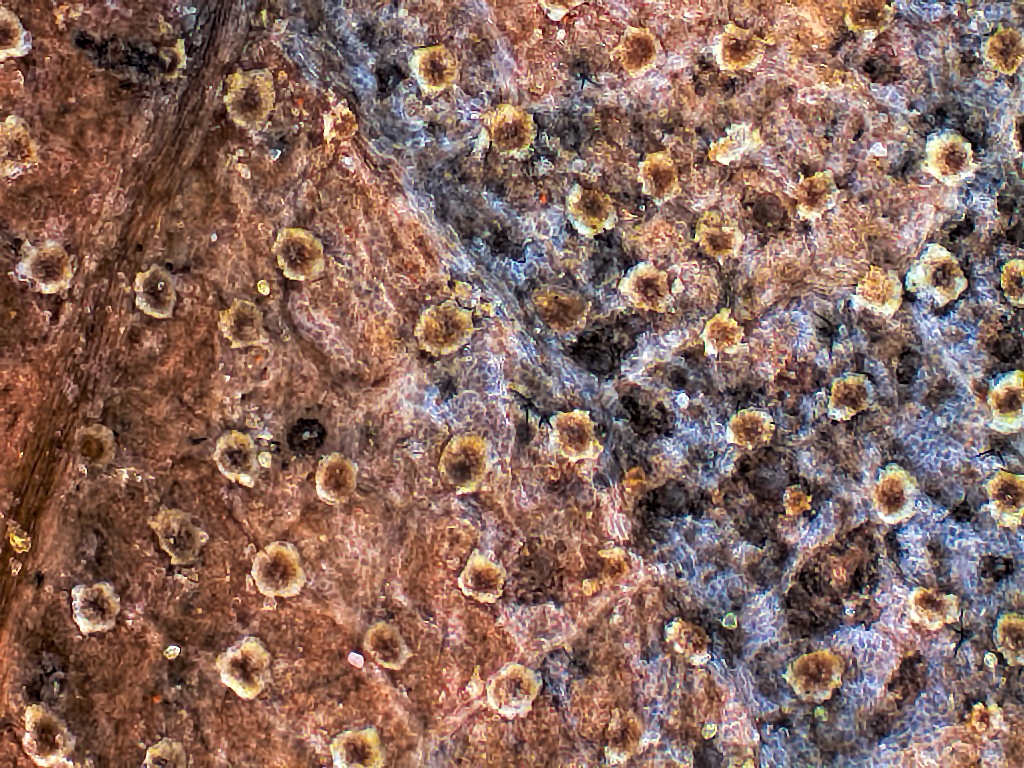 2014-02-17-22.43.51 ZS DMap.jpg