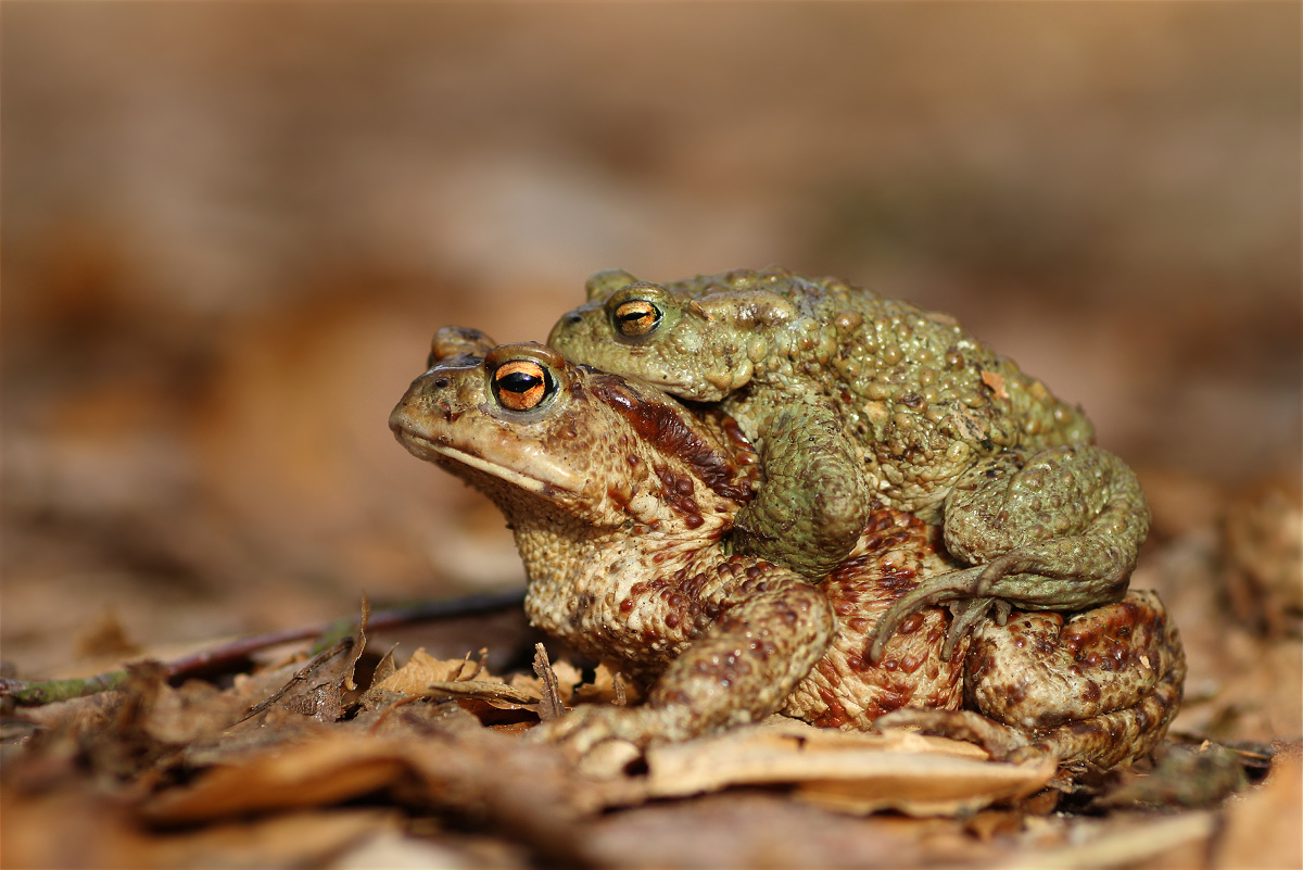 bufo und bufo01makro.jpg