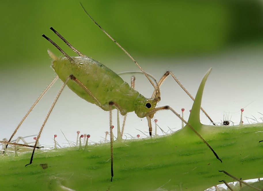 Blattlaus 4051 web.jpg