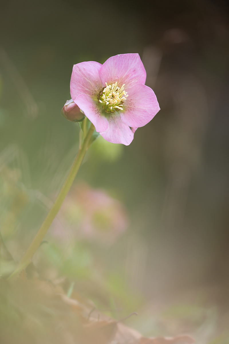 compLenzröschen16.2.2014FriedhofRütiDSC_1541 78%.jpg