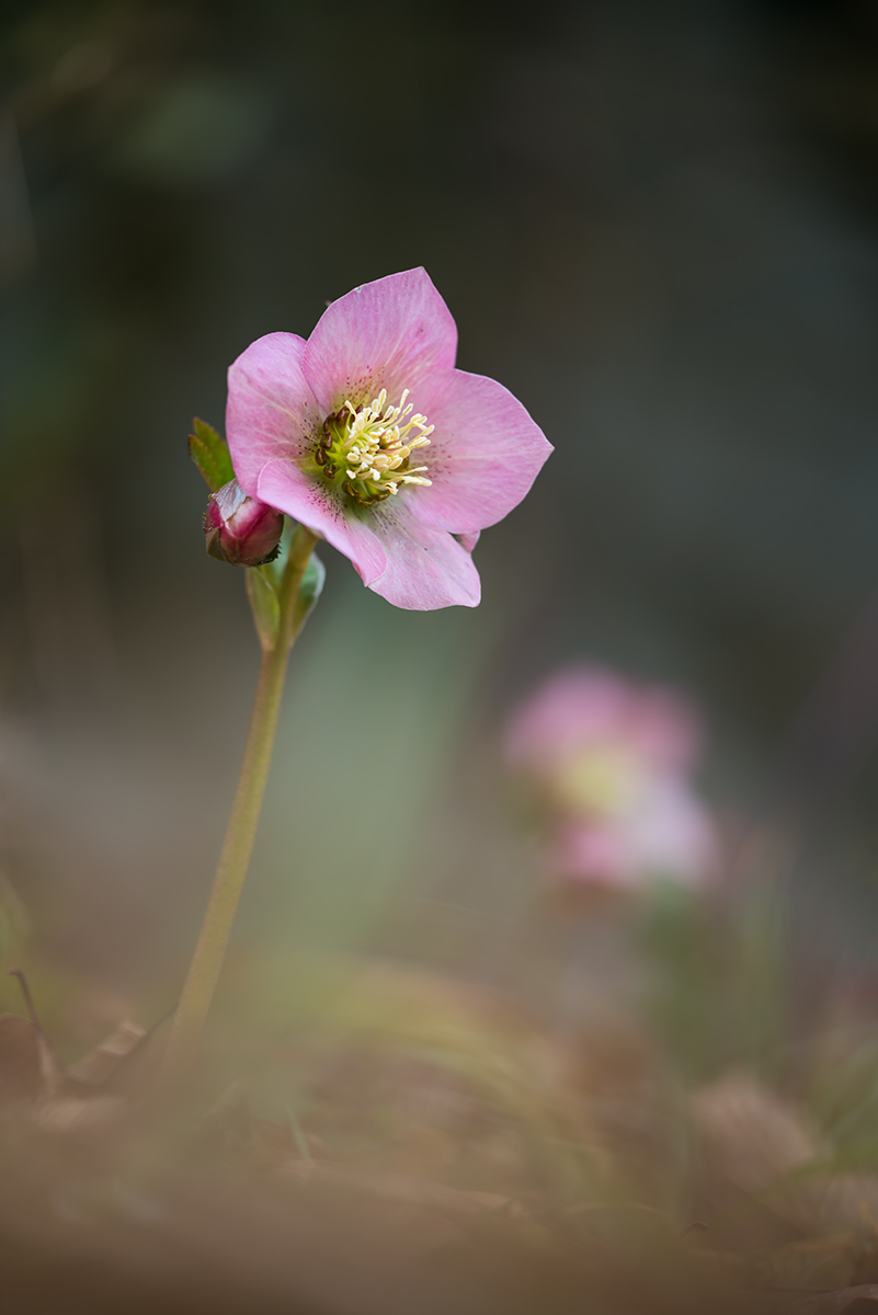 compLenzröschen16.2.2014FriedhofRütiDSC_1570 bearb.jpg