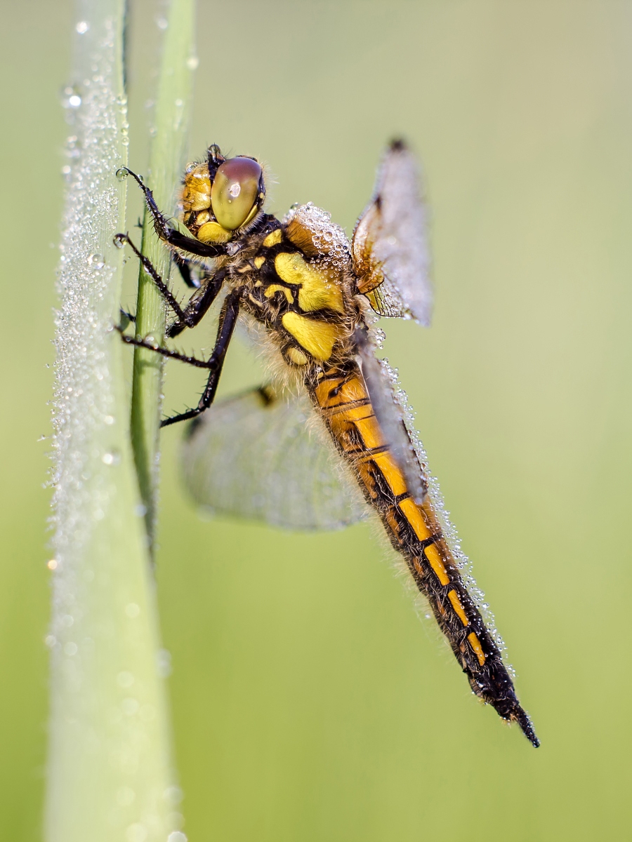 Libellula quadrimaculata – Vierfleck.jpg