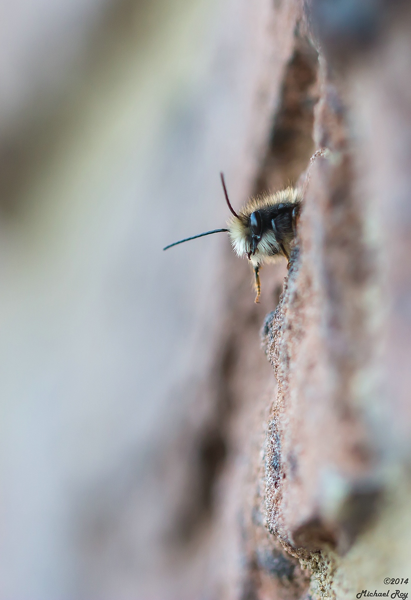 comp_1small1Gehörnte Mauerbiene-9713.jpg