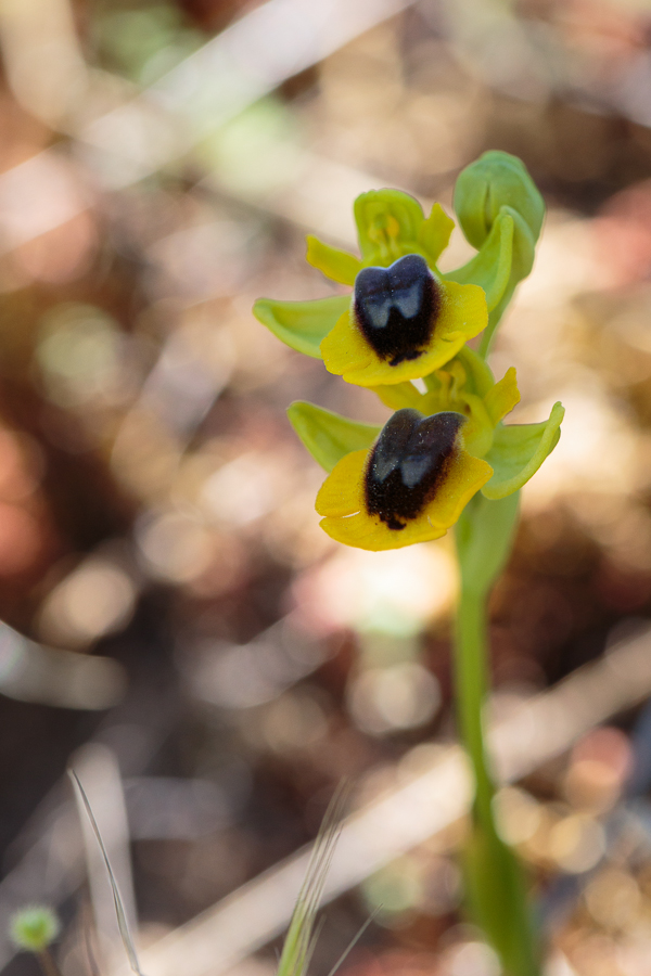 Ophrys_lutea-20130416-1.JPG