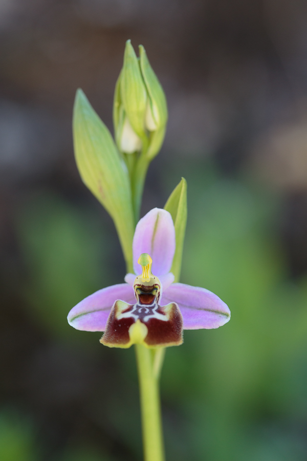 Ophrys_calliantha-20130416-1.JPG