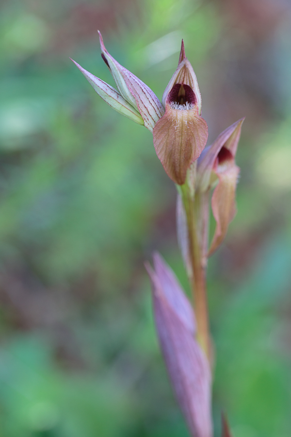 Serapias cf. orientalis v. siciliensis-20130416-1.JPG