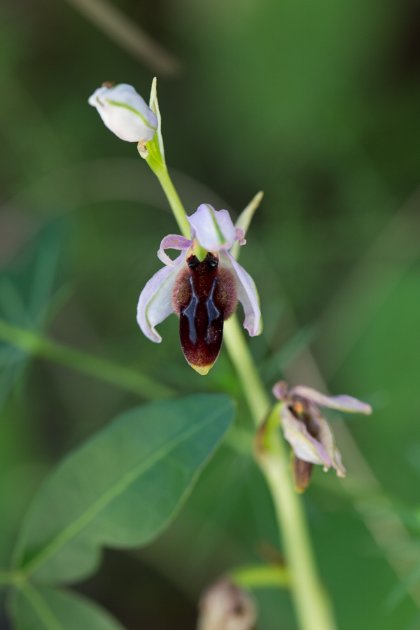 Ophrys_exaltata-20130416-2.JPG