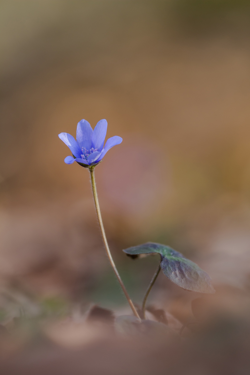 Leberblümchen.jpg