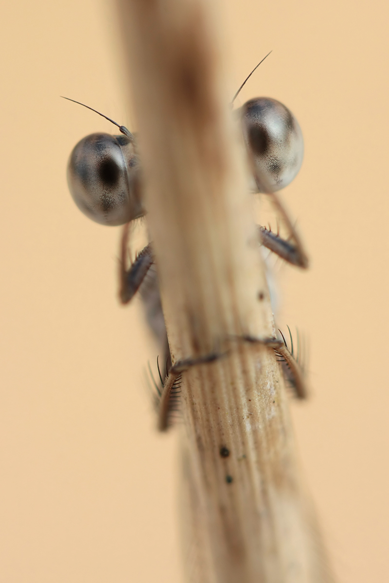 Sympecma fusca_m_Porträt_IMG_9773.jpg
