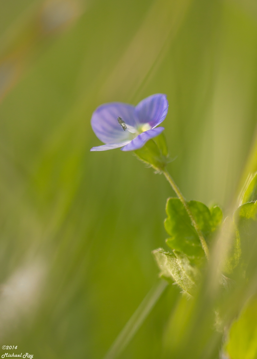 comp_1small1Blume-0351.jpg