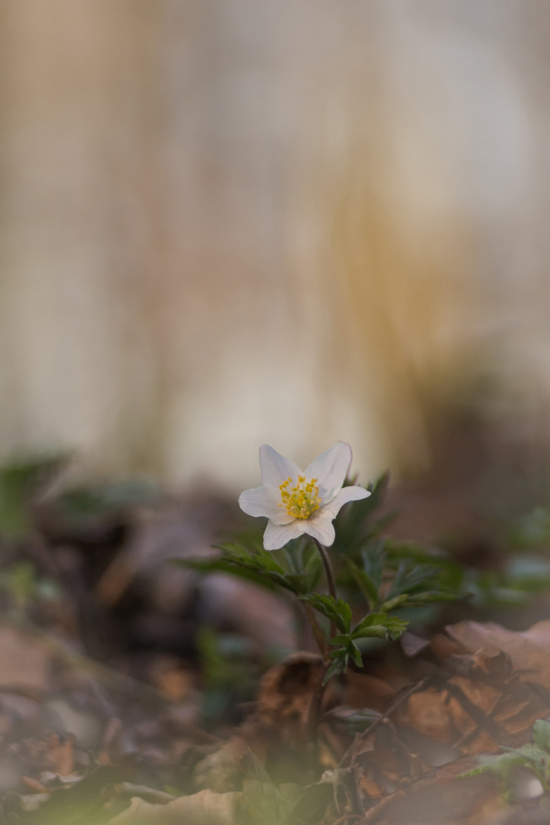 Anemone-3.jpg