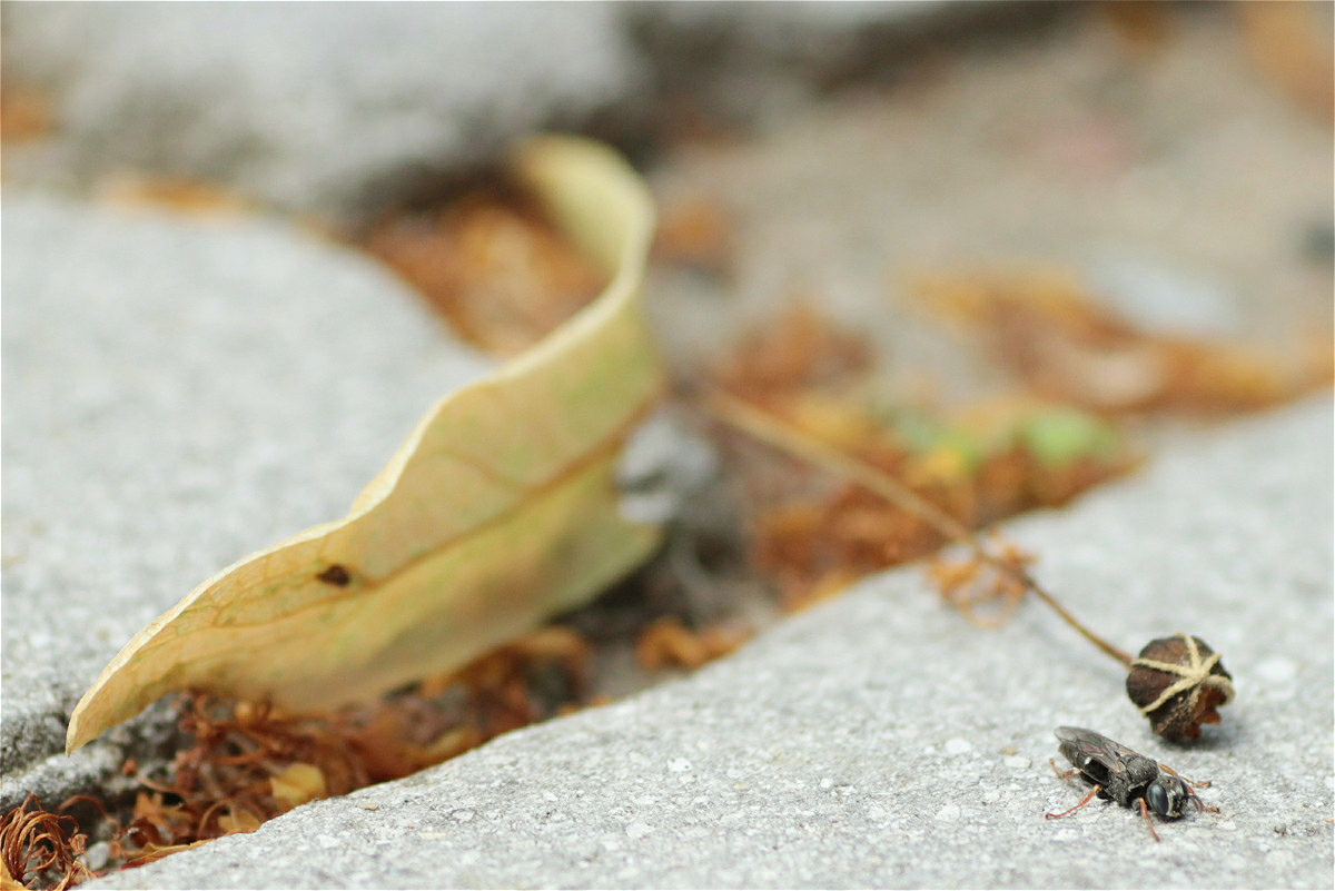 Oxybelus uniglumis15makro.jpg