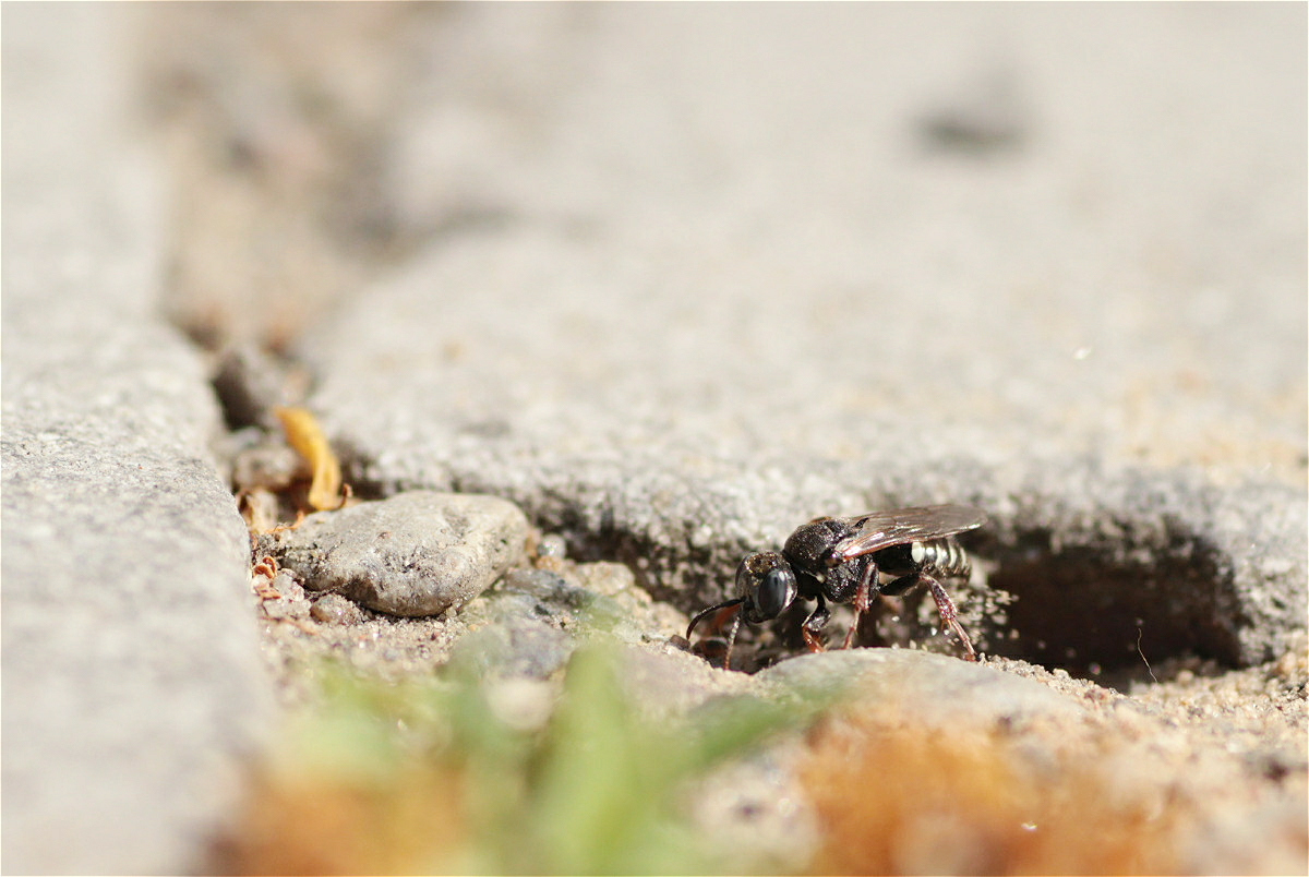 Oxybelus uniglumis9 markro.jpg