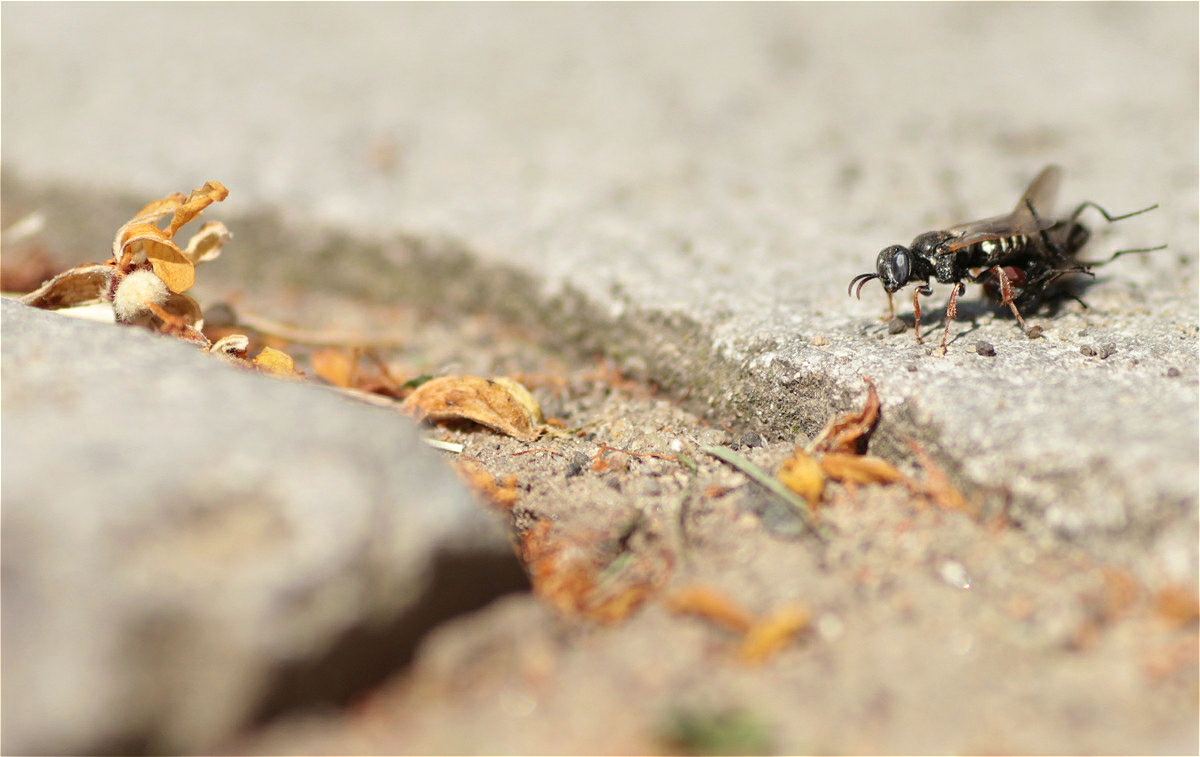 Oxybelus uniglumis3 makro.jpg