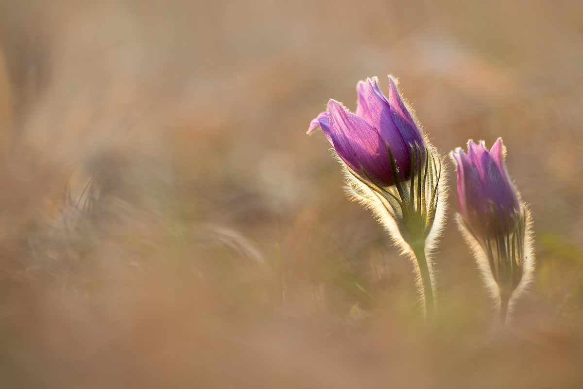 _MG_0076-Bearbeitet Kopie.jpg