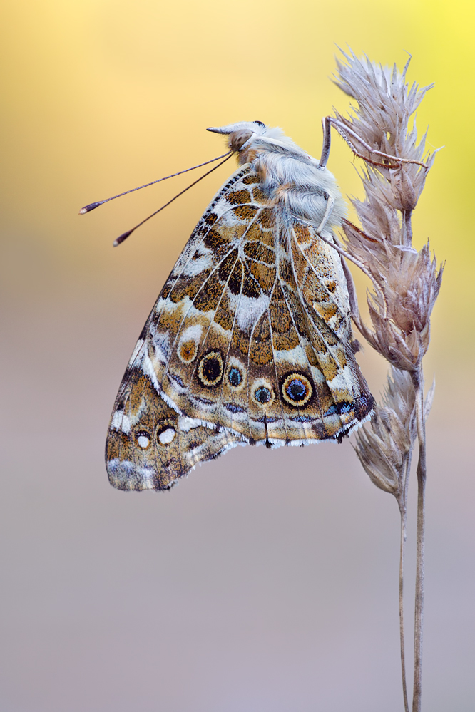 Vanessa-cardui-OG035536.jpg