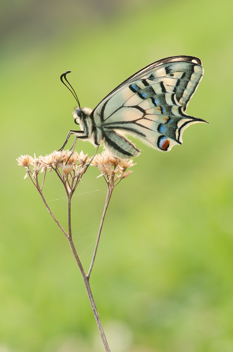 DSC_2455.jpg