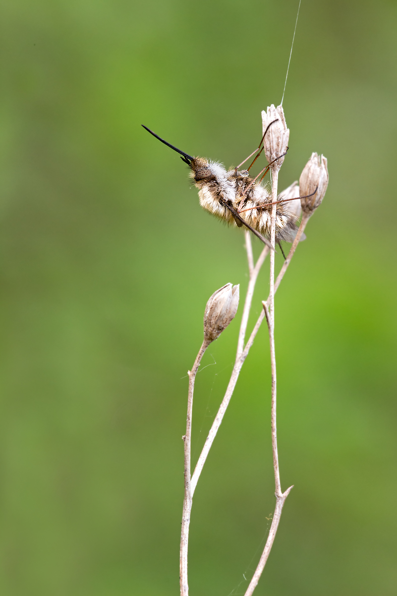 _MG_1339-Bearbeitet-2 Kopie.jpg