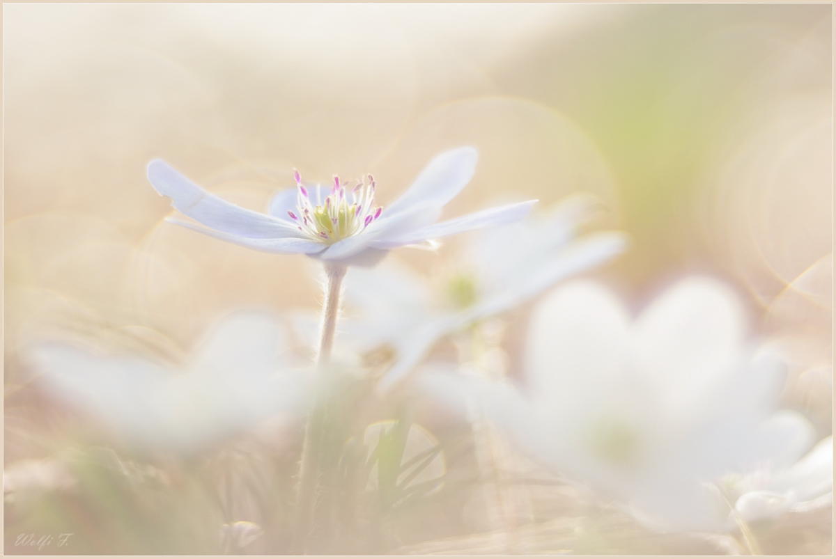 Die Braut des Waldes ist geschmückt.....jpg