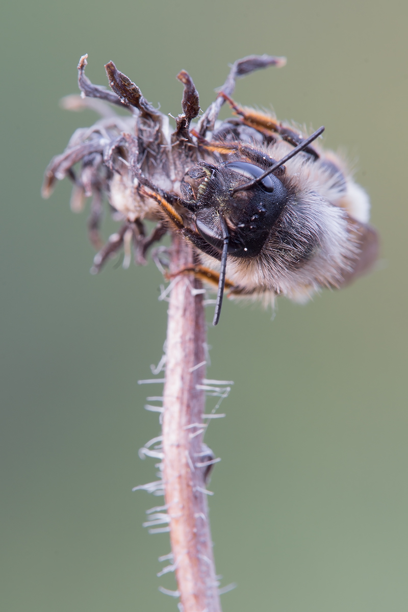 Osmia_bicornis3.jpg