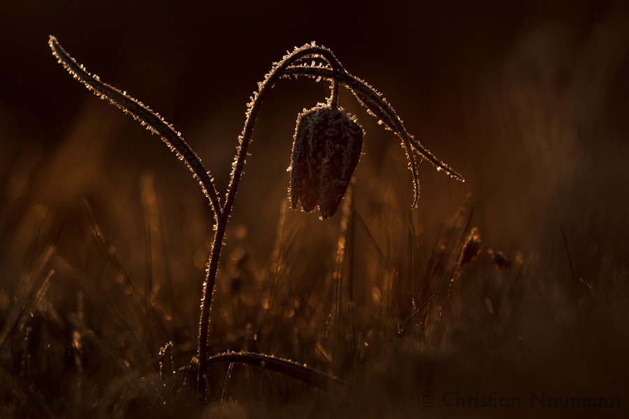 Schachblume_mit_Frost_im__Sonnenaufgang_©_Christian_Naumann.jpg