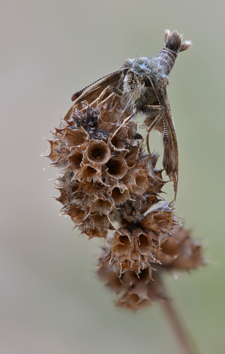 Stack1_Würfeldickkopffalter1 0595-0628.jpg