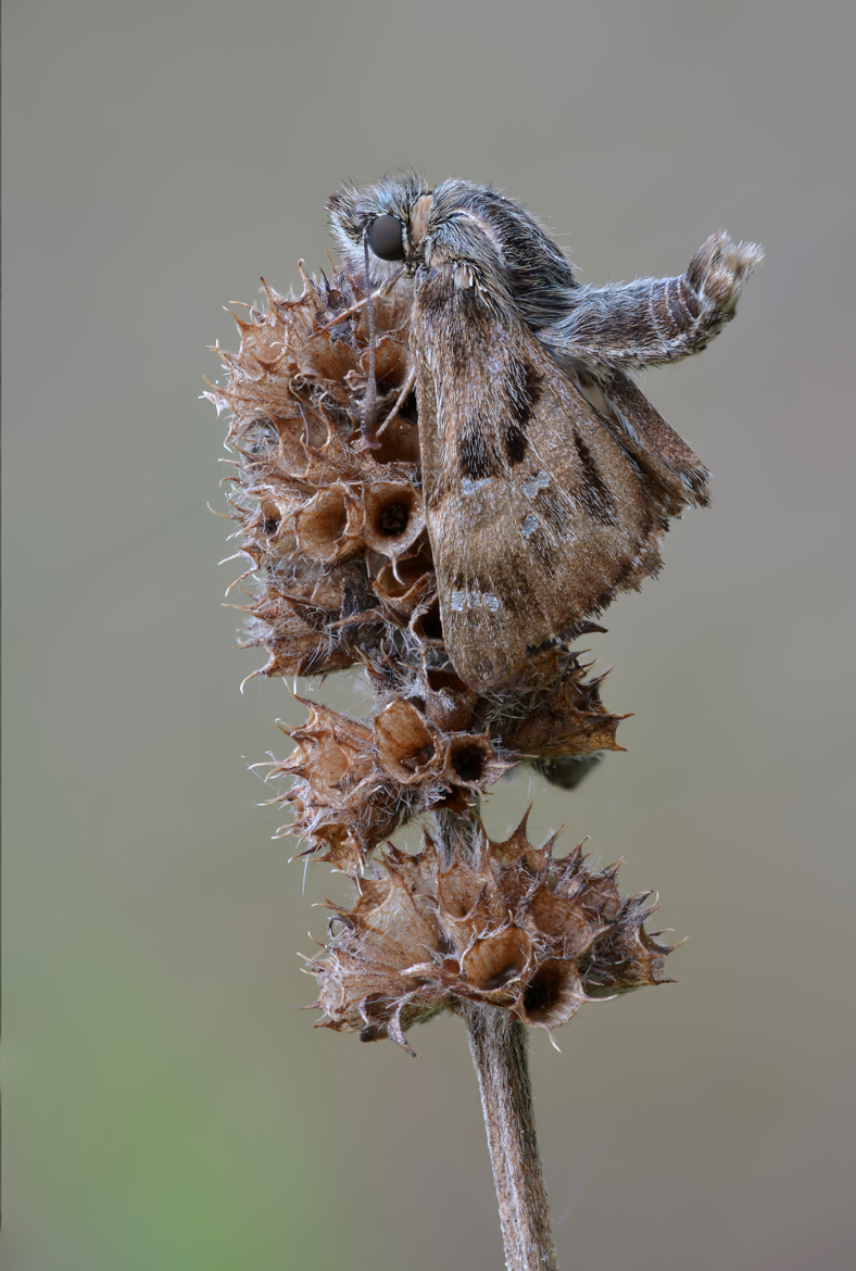 Stack1_Malvendickkopffalter1 0379-0413.jpg