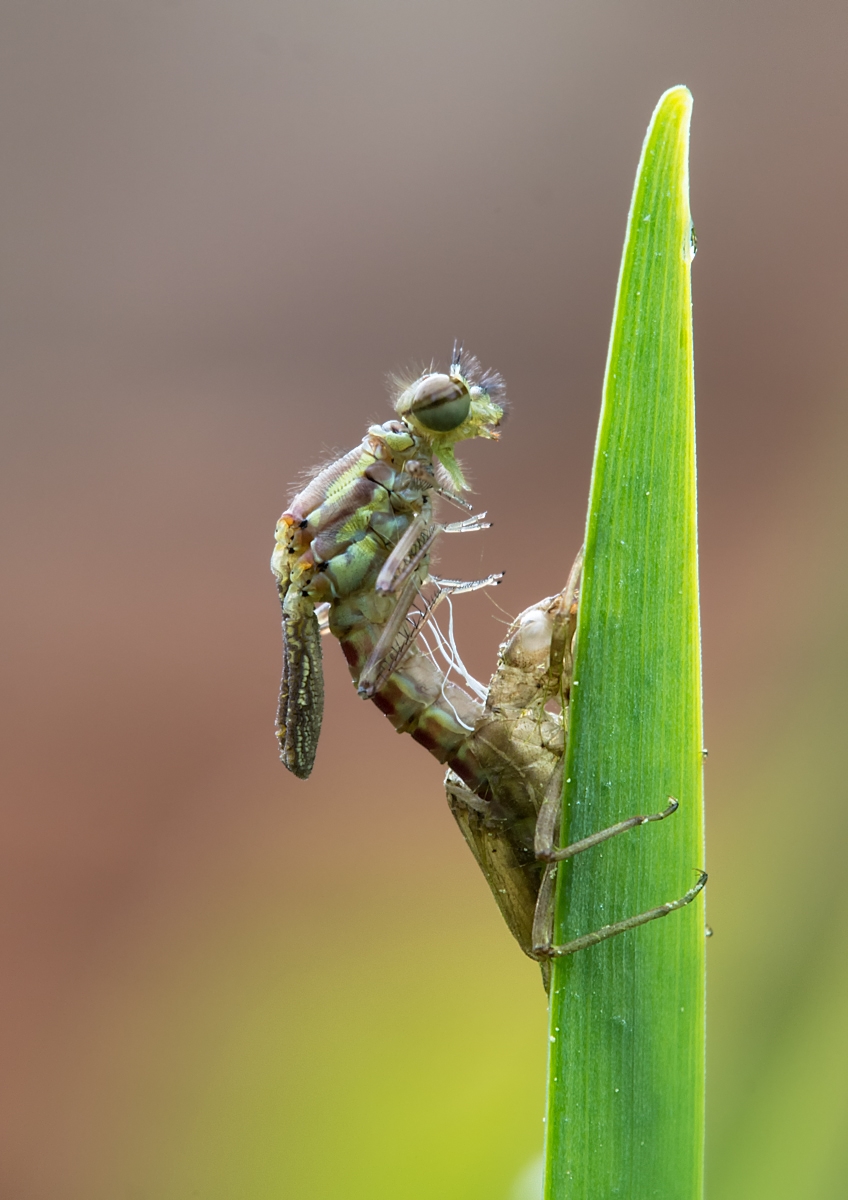 adonisschlupf2 (1 von 1).jpg