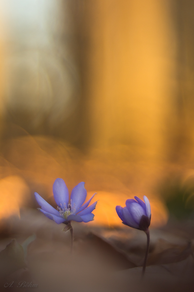Leberblümchen in Fam. 1 hoch (1 von 1).JPG