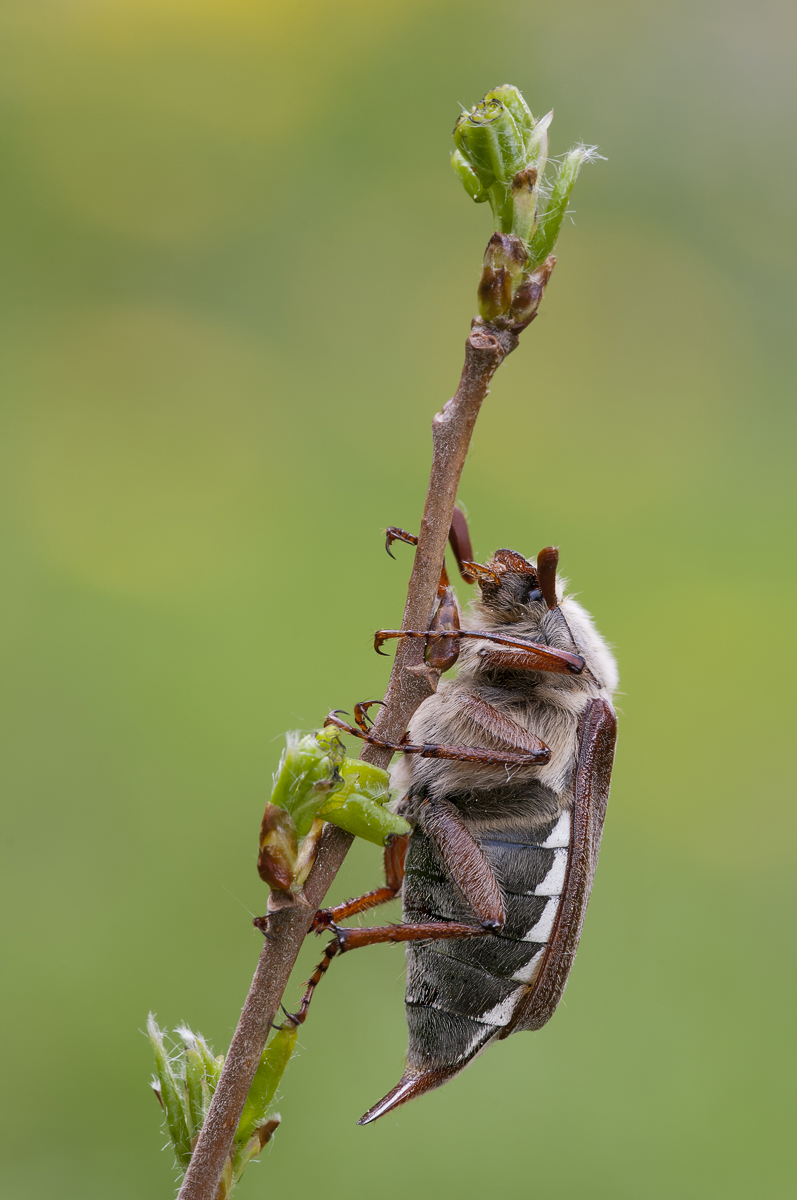Maikäfer_kompr.jpg