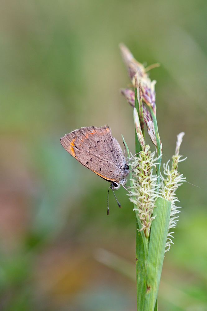 Lycaena-phlaeas-OG160699.jpg