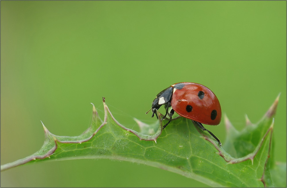 Marienkäfer.jpg