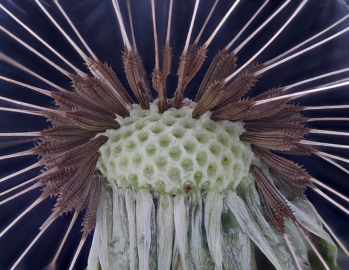 Pusteblume-436-st-0,03mm-Bw.jpg