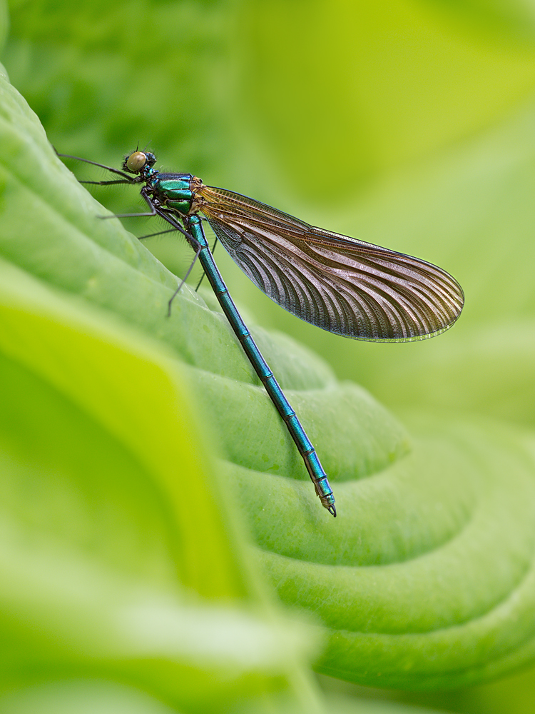 Calopteryx-virgo-OG022273.jpg