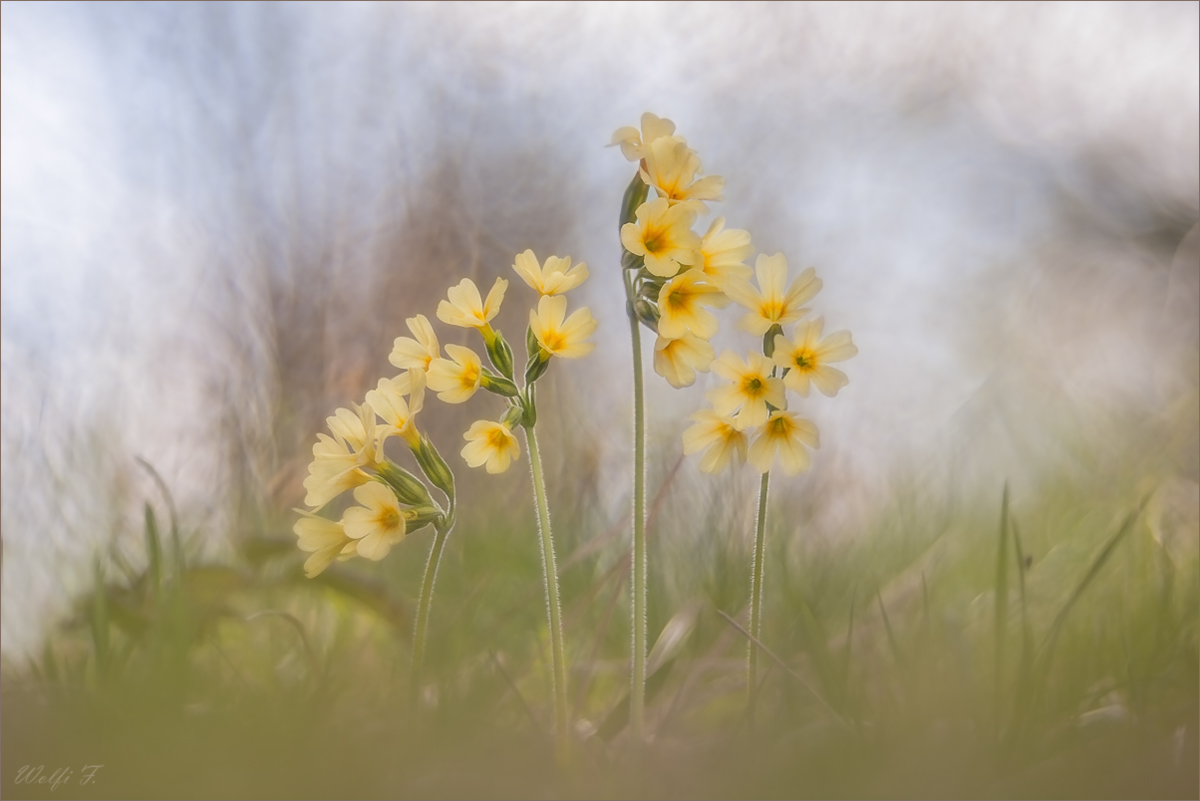 Der Frühling liegt in der Luft.jpg