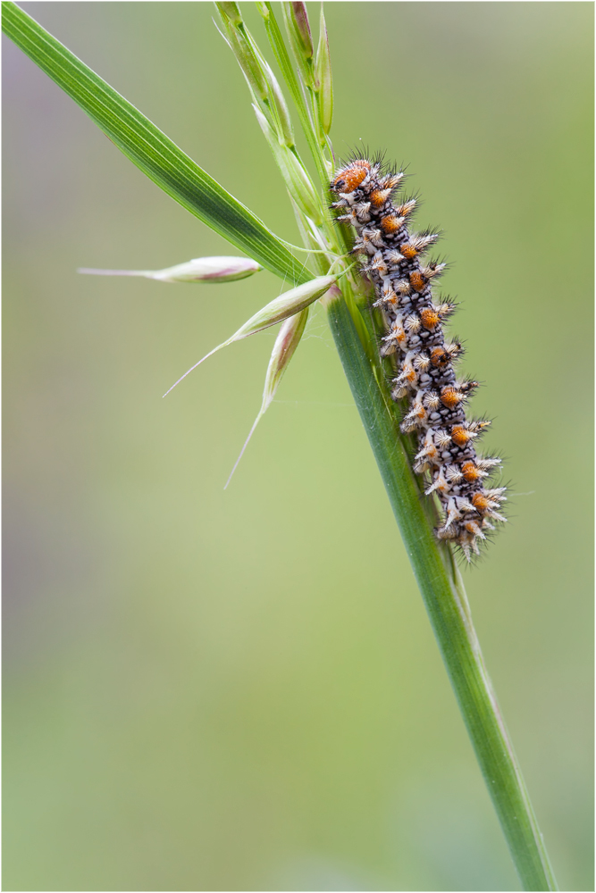 Roter-Scheckenfalter-(Raupe)t.jpg
