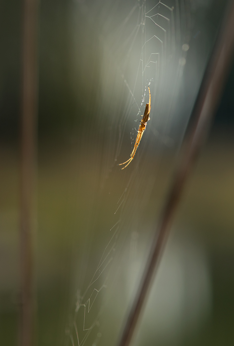 Spinne web ROW_1706.jpg