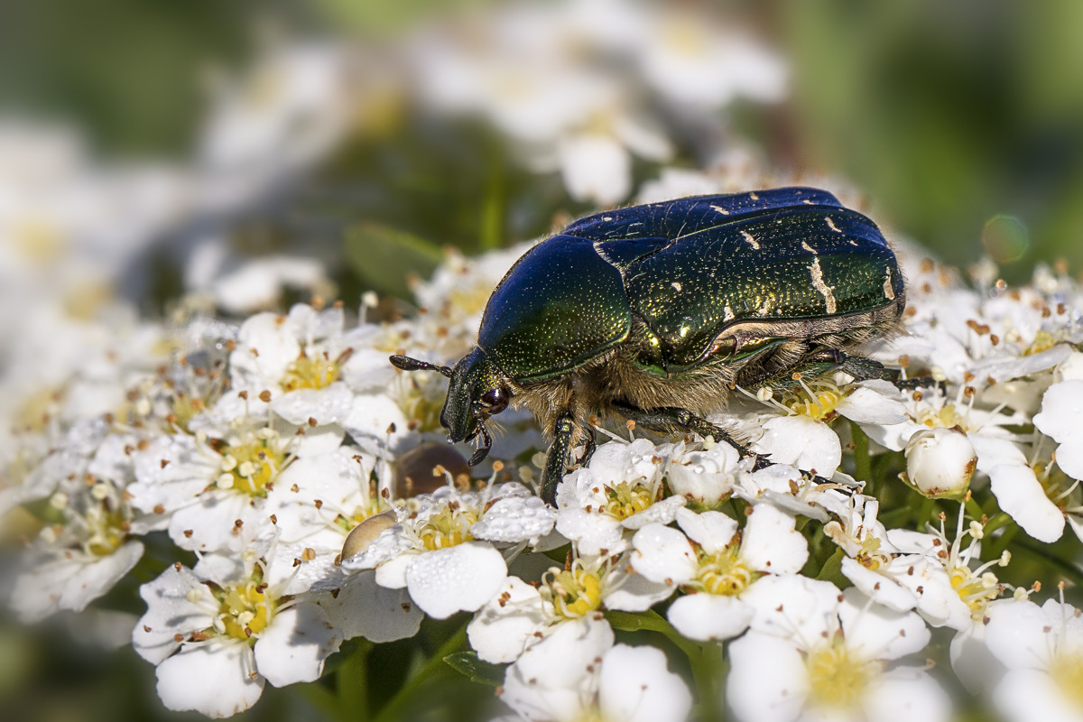 Rosenkäfer.jpg