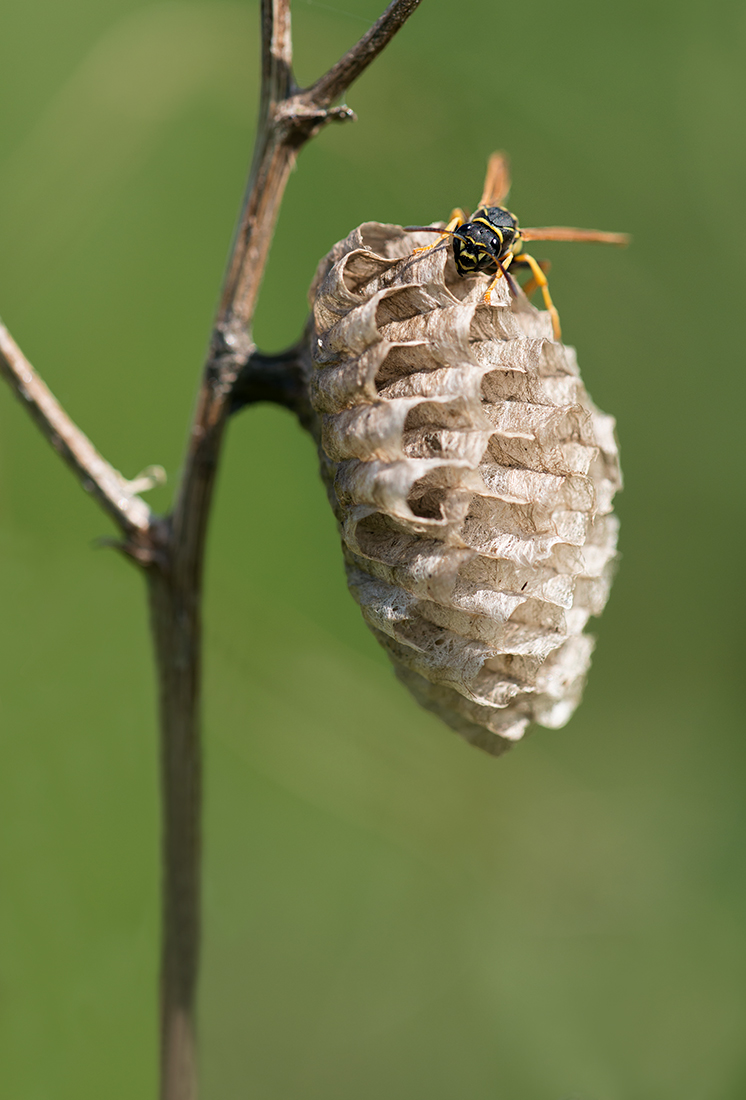 Hausbau web ROW_2777.jpg