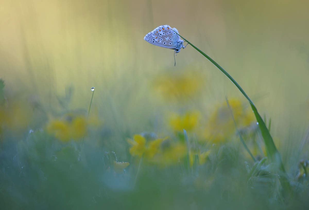 Stack1_Bläuling3  2316-2319.jpg