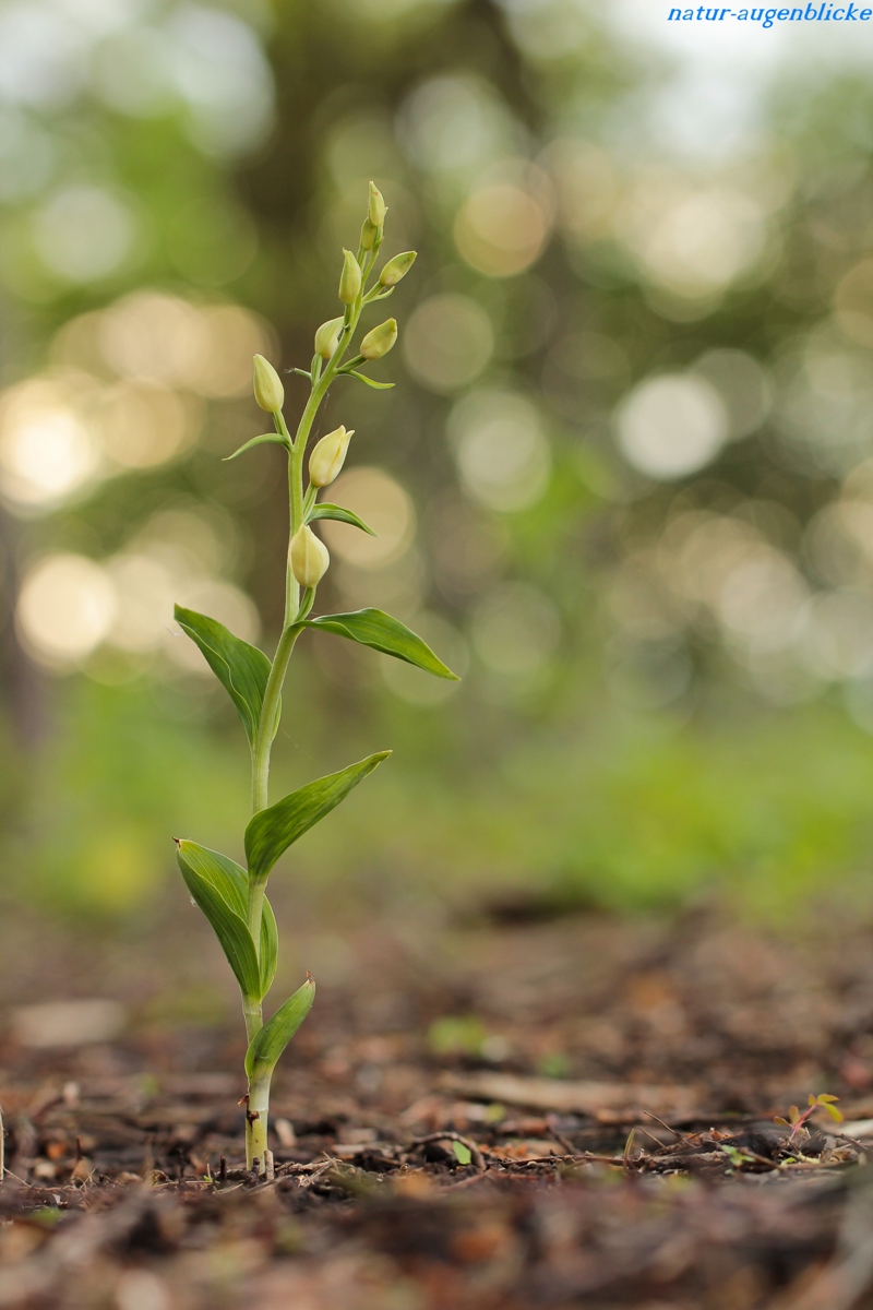 IMG_6403_Bleiches_Waldvögelein_Cephalanthera_damasonium_Arbeit (18).jpg