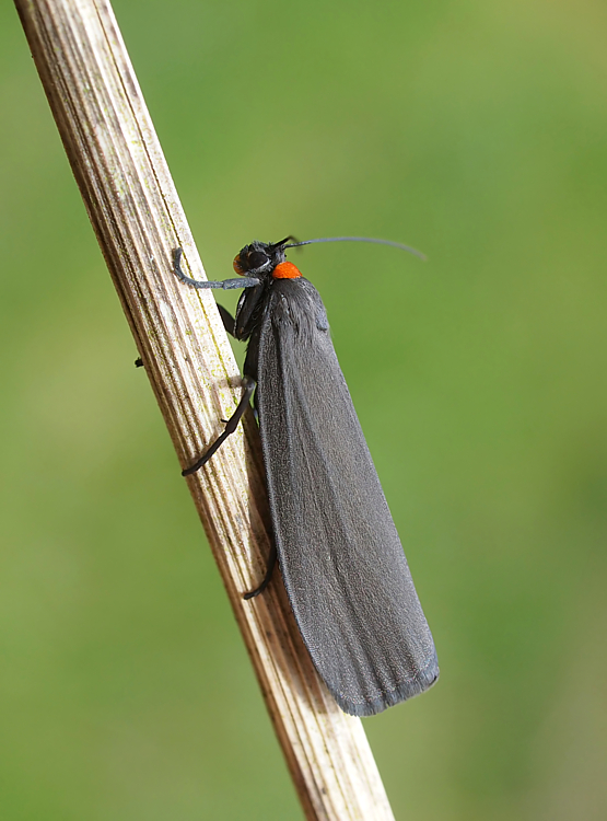 P5280374_A rubricollis_500.jpg