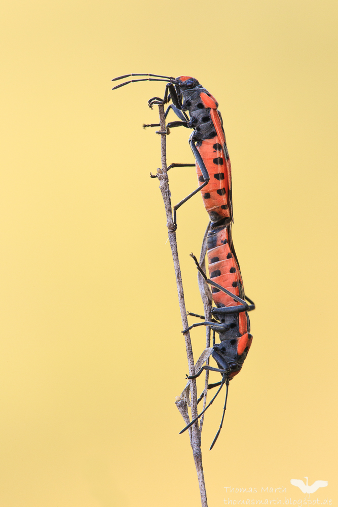 Ritterwanze (Lygaeus equestris)-6748.jpg