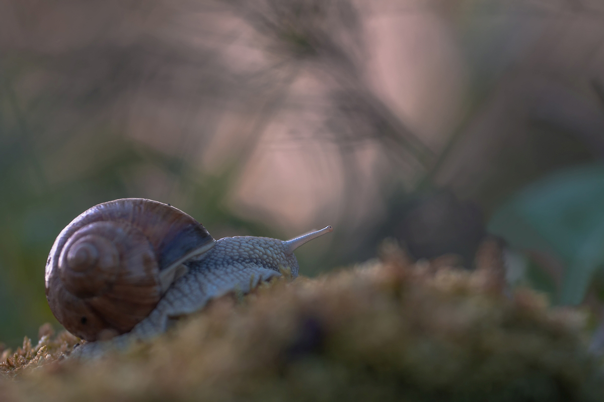 Weinbergschnecke.jpg