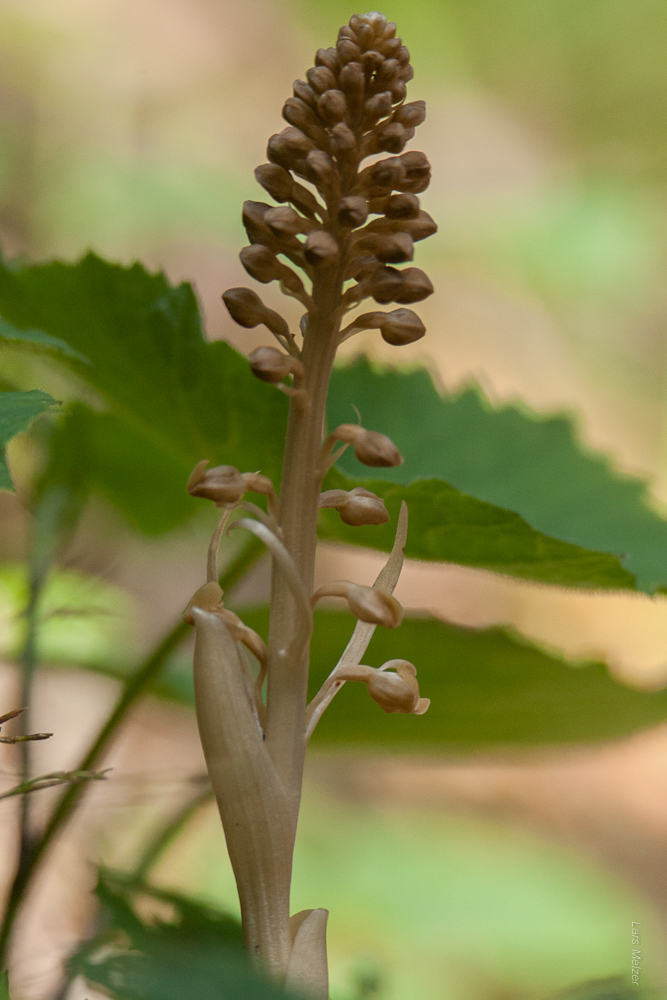 2014.06.07 11-56-19 8850.jpg