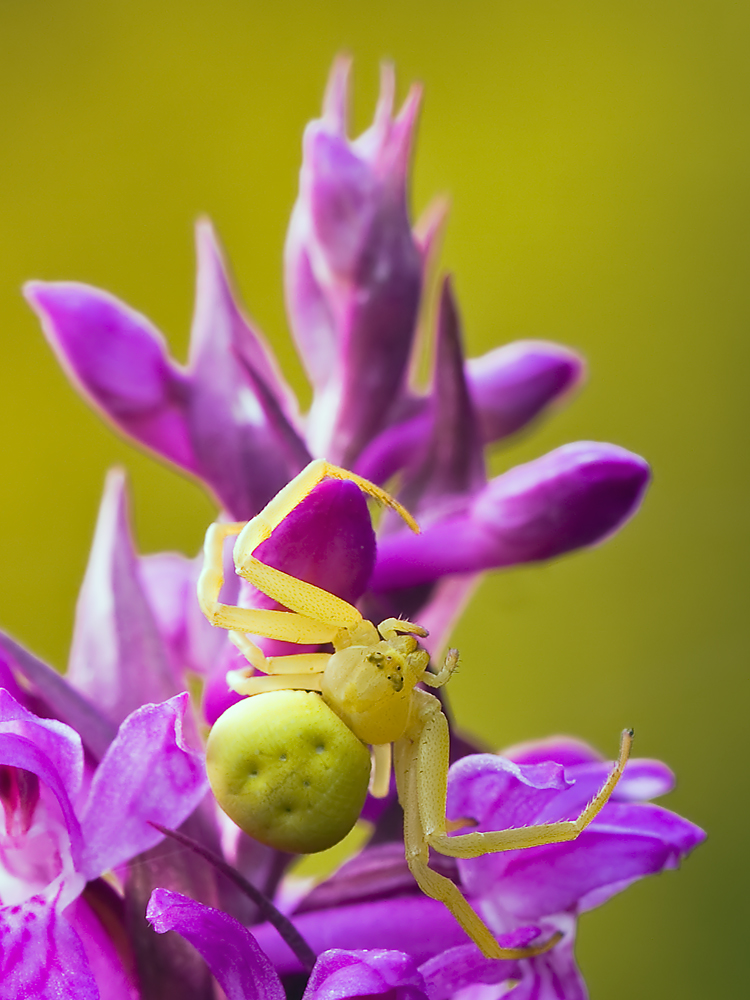 IMG_5422-krabbe_orchidee_crop2.jpg