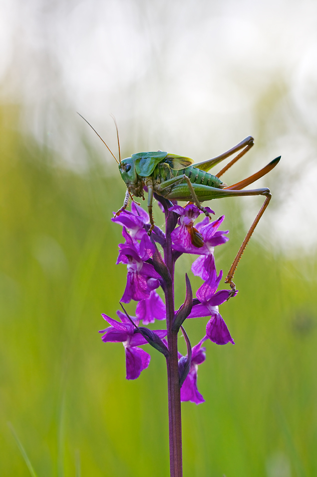 IMG_2577-decticus_flares.jpg