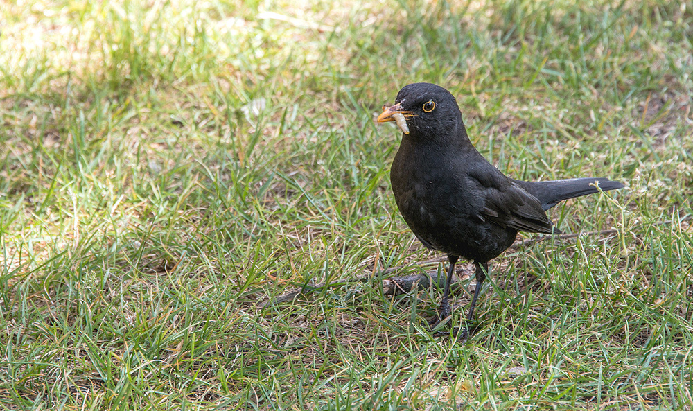 Amsel.jpg