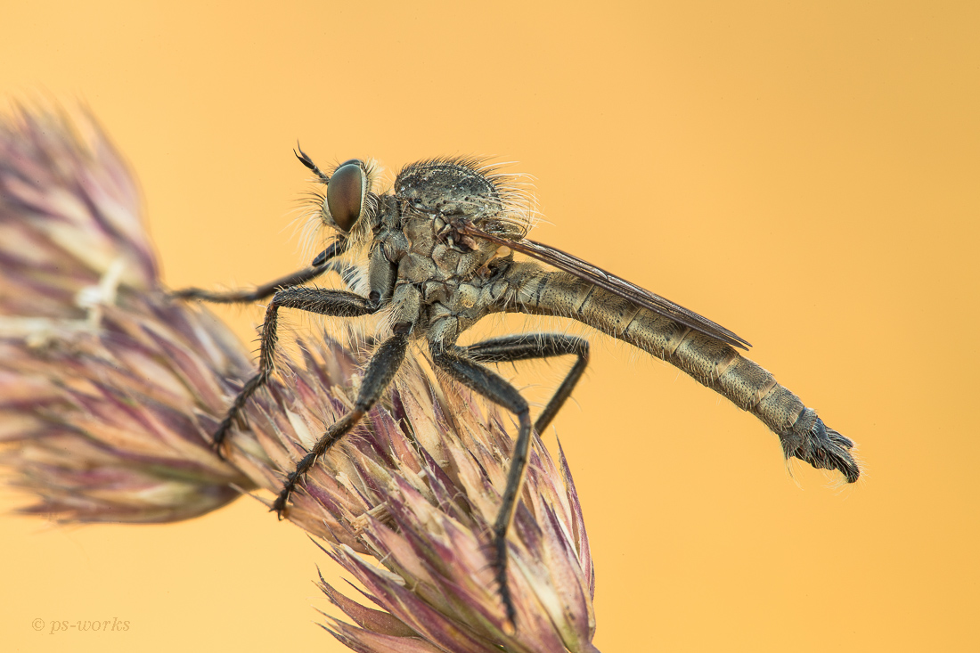 Raubfliege (1 von 1).jpg